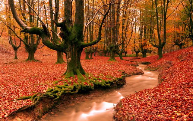Stream forest fallen tree autumn free wallpaper - medium preview image
