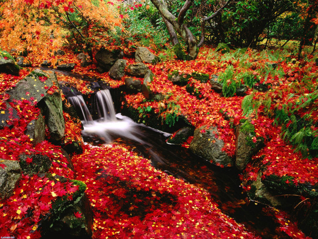 Stream red leaves rocks forest #5 free wallpaper - medium preview image