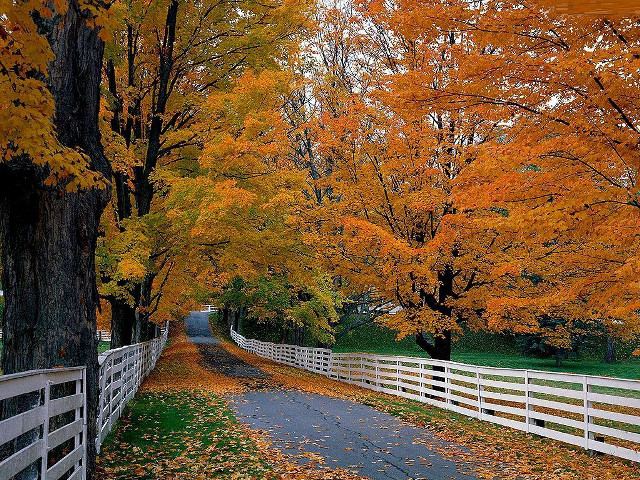 Autumn fence trees leaves sunset free wallpaper - medium preview image
