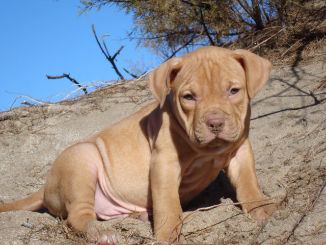 Dog laying sandy hill tree free wallpaper - medium preview image