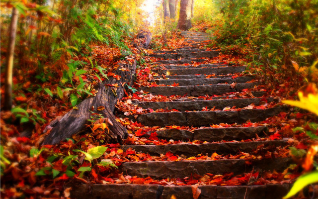 Steps woods leaves ground trees free wallpaper - medium preview image