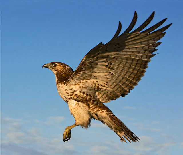 Bird of prey flying wings #7 free wallpaper - medium preview image