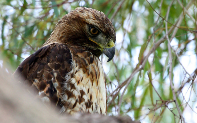 Hawk perched tree camera eye free wallpaper - medium preview image