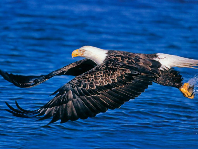 Bald eagle flying water wings #4 free wallpaper - medium preview image