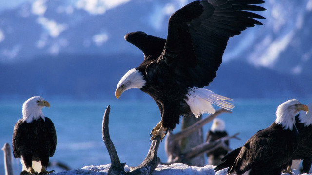 Bald eagles snow field lake free wallpaper - medium preview image