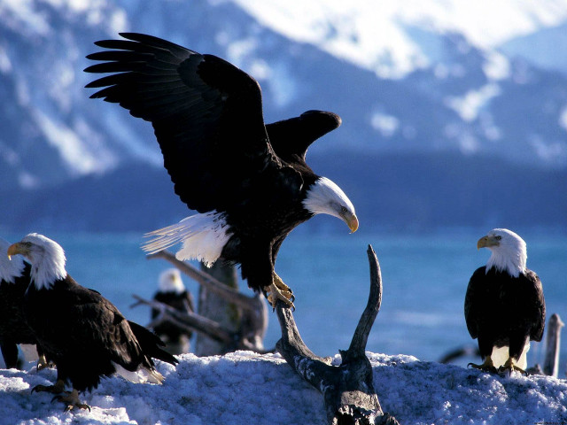 Bald eagles snow lake mountains free wallpaper - medium preview image
