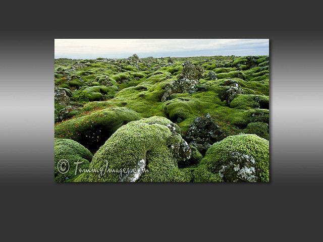 Moss covered rocks plants field free wallpaper - medium preview image