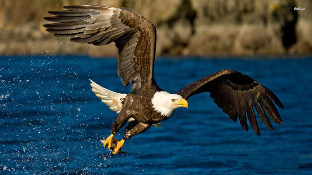 Bald eagle landing water wings #3 free wallpaper - medium preview image