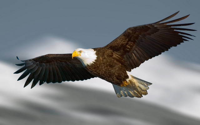 Bald eagle soaring wings spread #3 free wallpaper - medium preview image