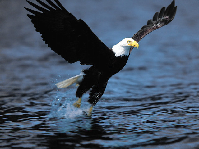 Bald eagle landing water wings #2 free wallpaper - medium preview image