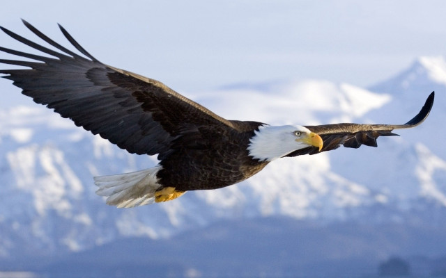 Bald eagle flying mountain range #2 free wallpaper - medium preview image
