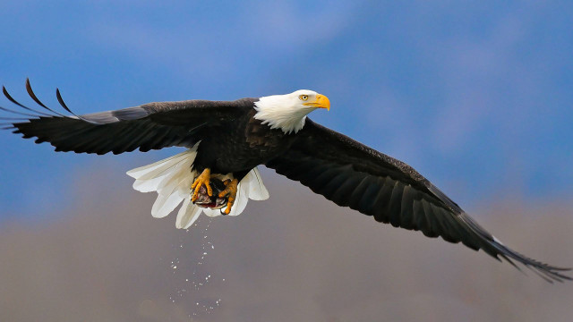 Bald eagle flying landing blue free wallpaper - medium preview image