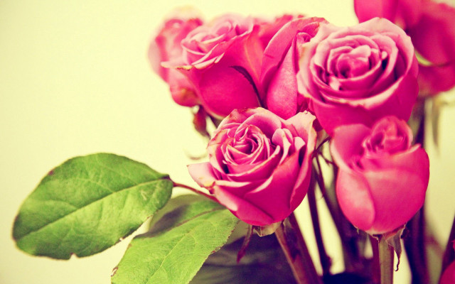 Vase filled pink roses table free wallpaper - medium preview image