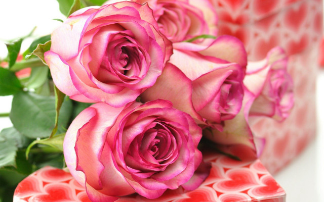 Pink roses red box romantic free wallpaper - medium preview image