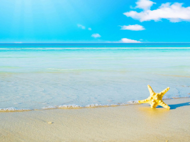 Starfish beach ocean background bright free wallpaper - medium preview image