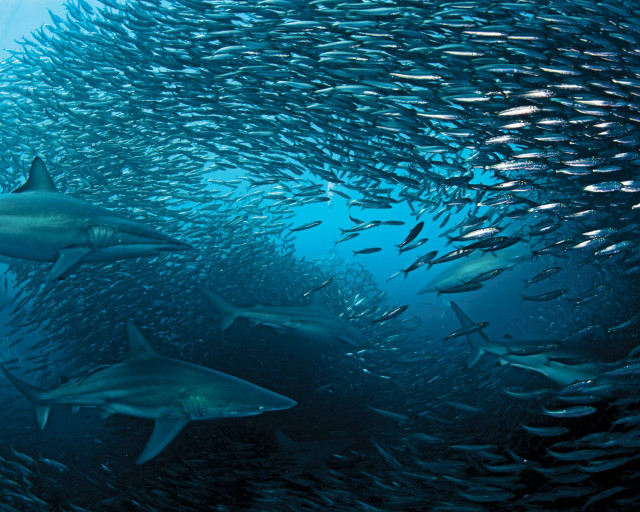 Large group fish swimming ocean #7 free wallpaper - medium preview image