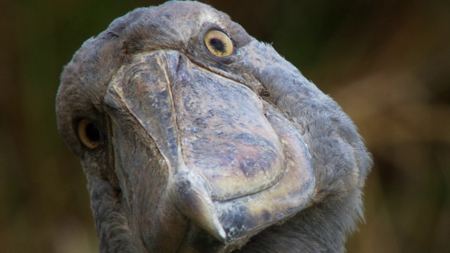 Close up bird large beak free wallpaper - medium preview image