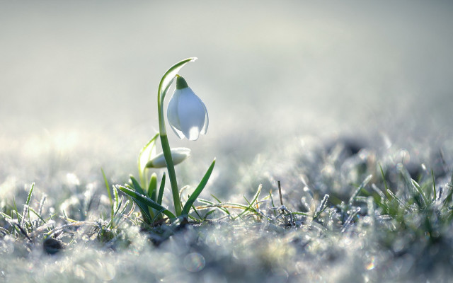 Single flower growing grass snow free wallpaper - medium preview image