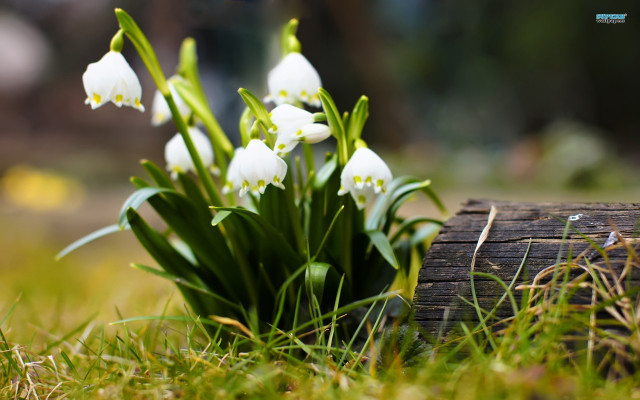 White flowers green field grass free wallpaper - medium preview image