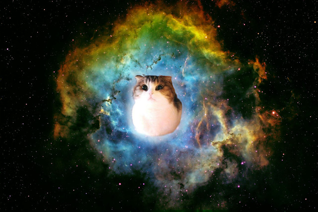 Cat colorful space stars bright free wallpaper - medium preview image