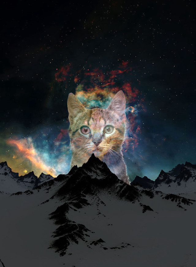 Cat mountain star filled sky free wallpaper - medium preview image