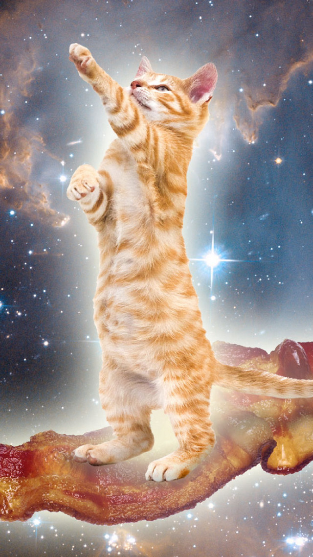 Cat bacon bar reaching paws free wallpaper - medium preview image