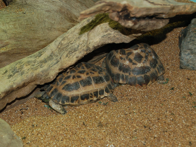 Two turtles hiding under tree free wallpaper for desktop - medium preview image