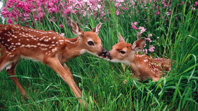 Young deers playing tall grass free wallpaper - medium preview image