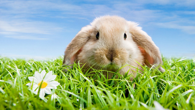 Rabbit flower grass blue sky free wallpaper - medium preview image