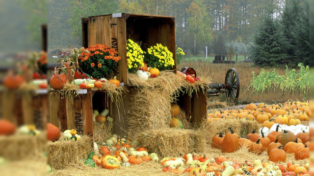 Pumpkins squash field hay bales free wallpaper - medium preview image