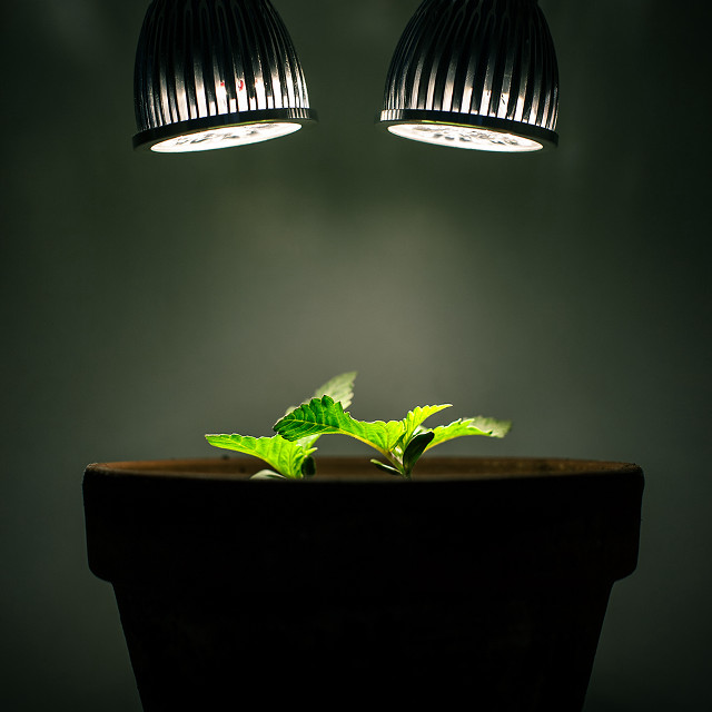Plant growing pot lights table free wallpaper - medium preview image