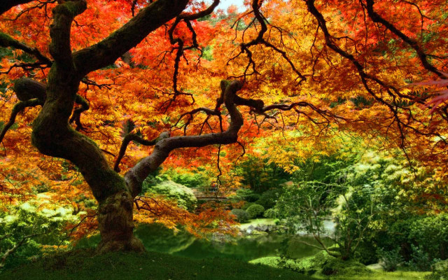 Tree branches park river autumn free wallpaper - medium preview image