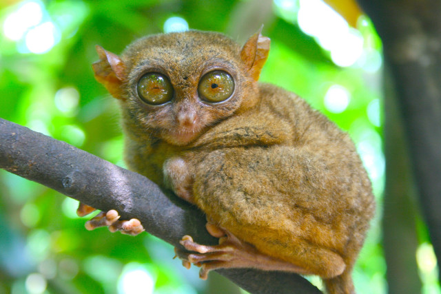 Small animal tree branch big #2 free wallpaper - medium preview image