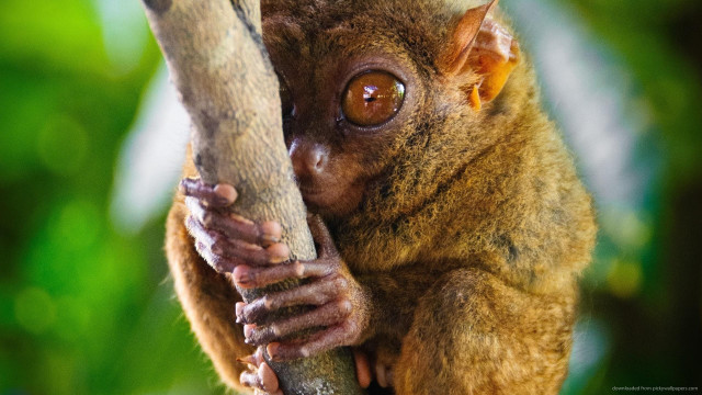 Small animal big brown eye free wallpaper - medium preview image