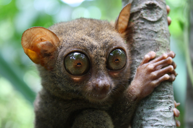 Small animal big eyes tree #3 free wallpaper - medium preview image