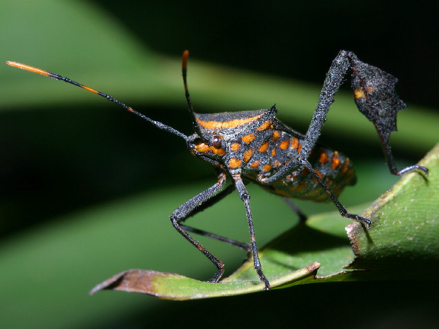 Orange spotted bug leaf green free wallpaper - medium preview image
