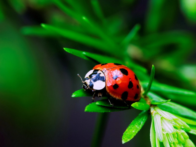 Ladybug green leaf plant nature free wallpaper - medium preview image