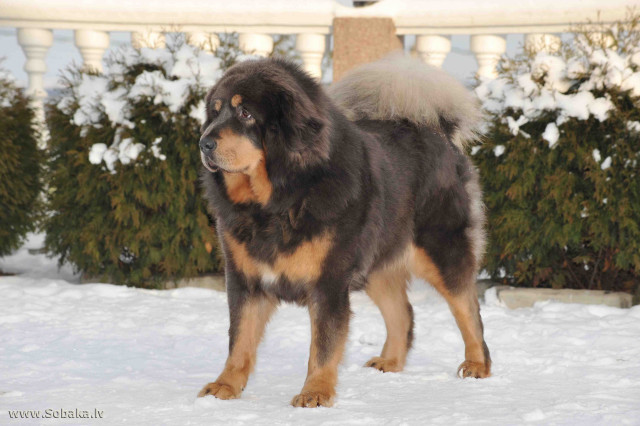 Large dog snow bushes fence free wallpaper - medium preview image