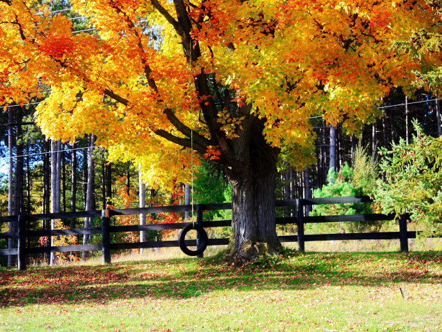 Tree autumn leaves fence architecture free wallpaper - medium preview image