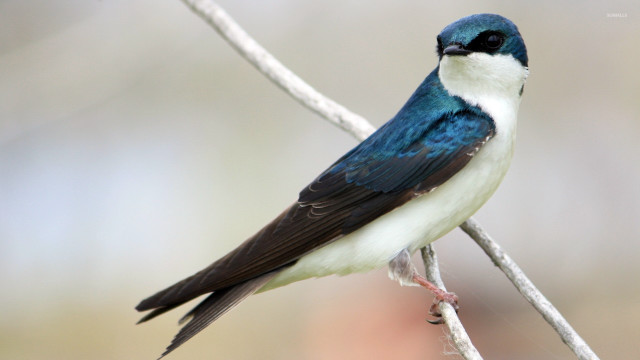 Blue white bird branch neoplasticism free wallpaper - medium preview image