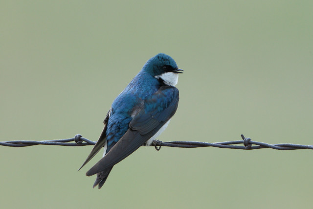 Blue bird fence green background free wallpaper - medium preview image