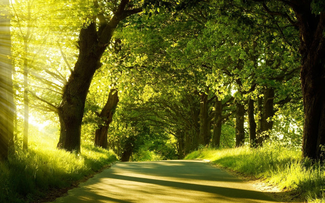Road trees grass sunshine nature free wallpaper - medium preview image
