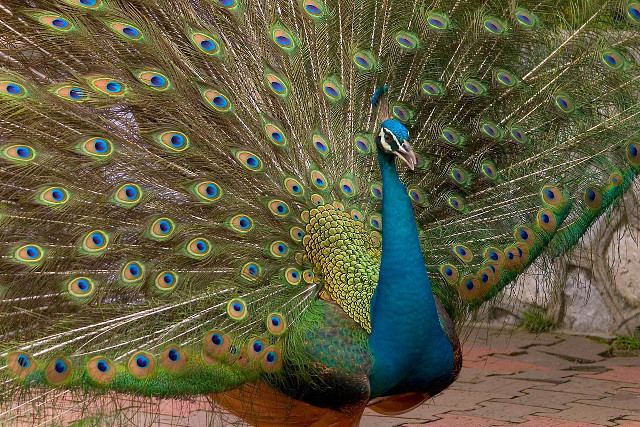 Peacock feathers spread tail display #3 free wallpaper - medium preview image