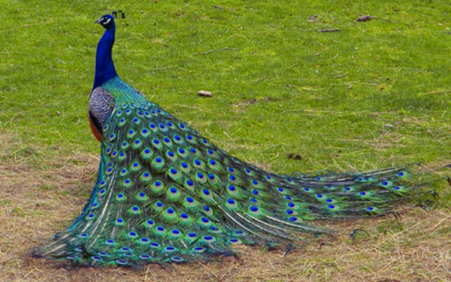Peacock feathers spread grass nature free wallpaper - medium preview image