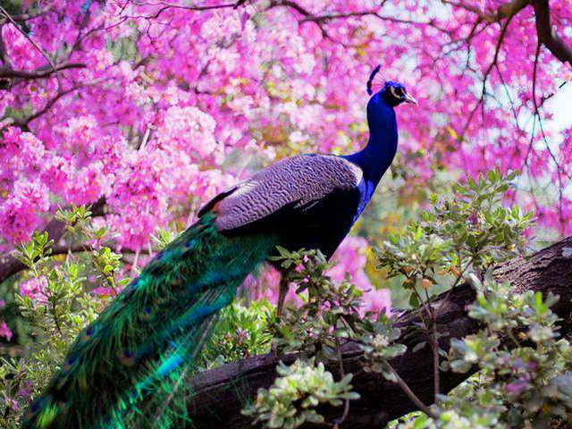 Peacock tree branch pink flowers free wallpaper - medium preview image