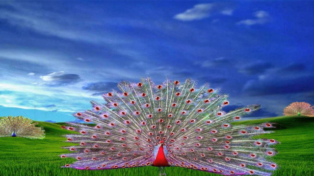 Peacock feathers spread field trees free wallpaper - medium preview image