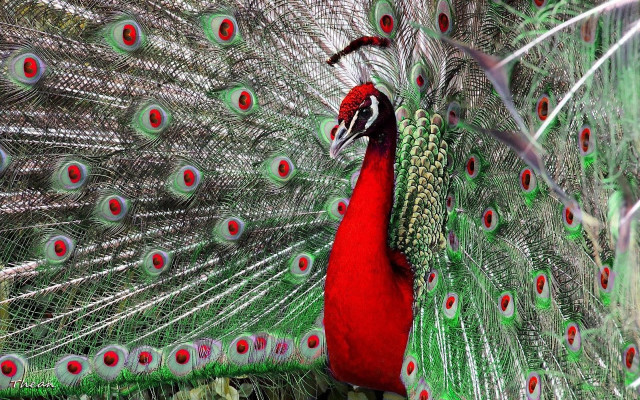 Peacock feathers spread out tail #3 free wallpaper - medium preview image
