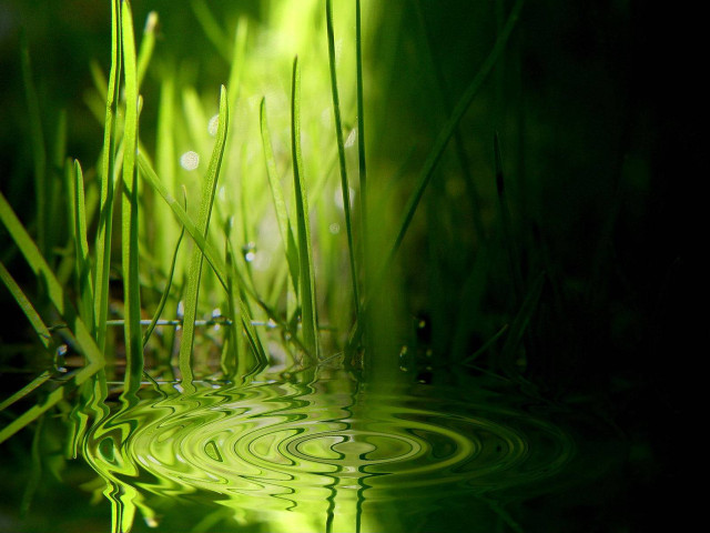 Green grass water drops black free wallpaper - medium preview image