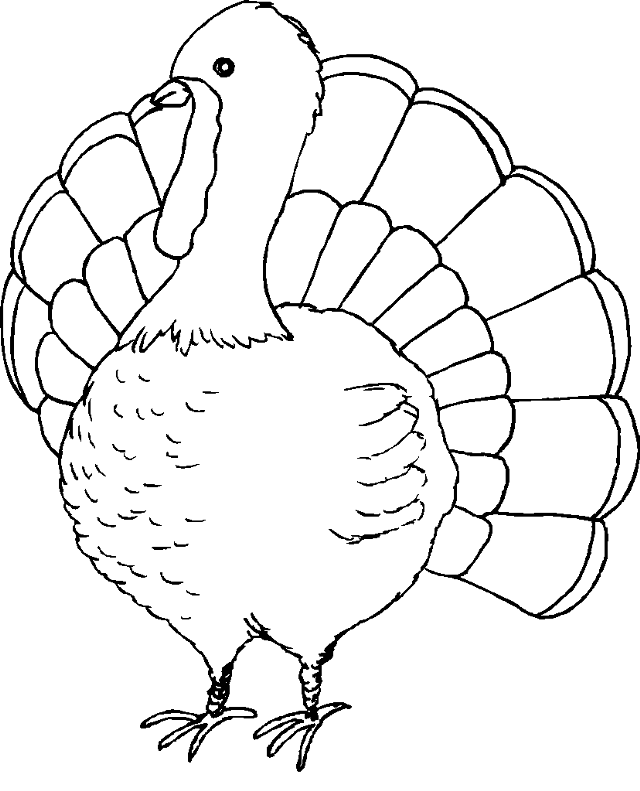 Turkey large head large tail free wallpaper - medium preview image