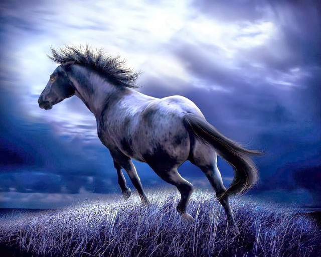 White horse running tall grass #2 free wallpaper - medium preview image